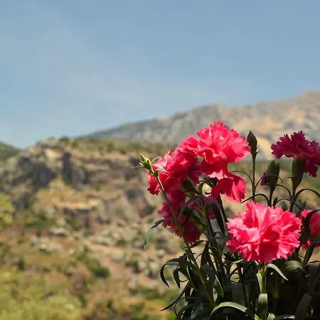 Misafir Evi * פאראליה