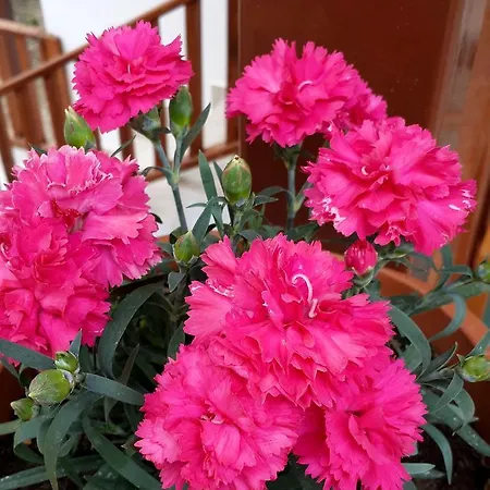 Misafir Evi בית אירוח