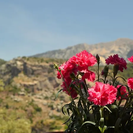 בית אירוח Misafir Evi פאראליה