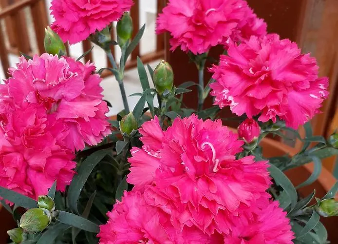 Misafir Evi Проживание в семье