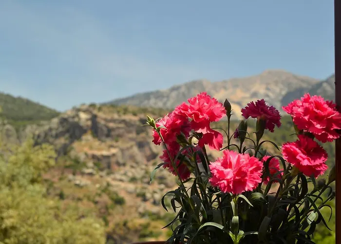 Проживание в семье Misafir Evi Фаралия