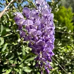 Δωμάτια σε οικογενειακή κατοικία Misafir Evi Faralya
