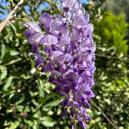 Gazde/Camere de închiriat Misafir Evi Faralya