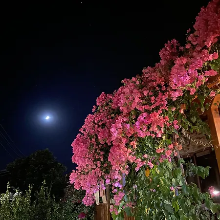 منزل للإقامة Misafir Evi فاراليا