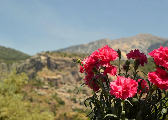 Misafir Evi * Faralya